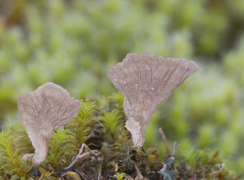 Arrhenia spathulata